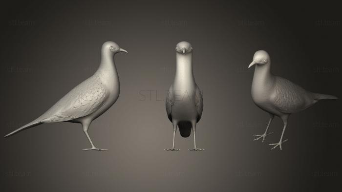 Статуэтки животных Pigeon